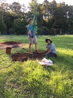 Planting an apple tree