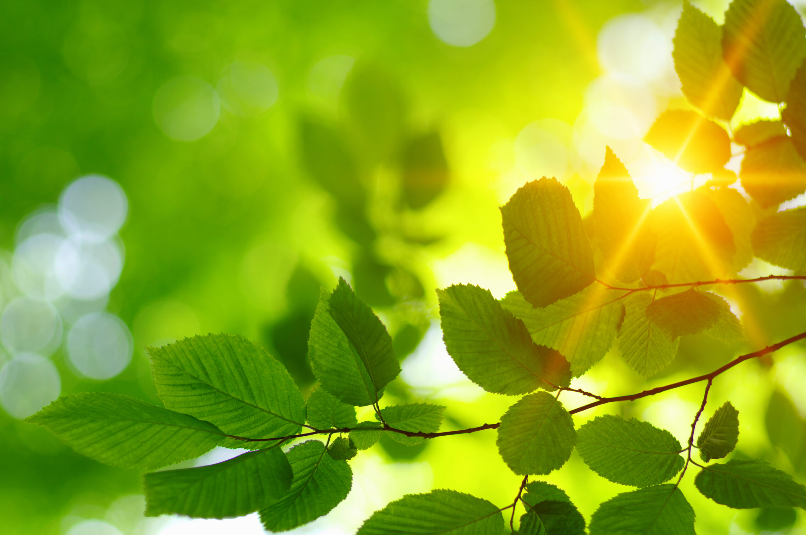 Environmental Stewardship - University UMC - Chapel Hill, NC